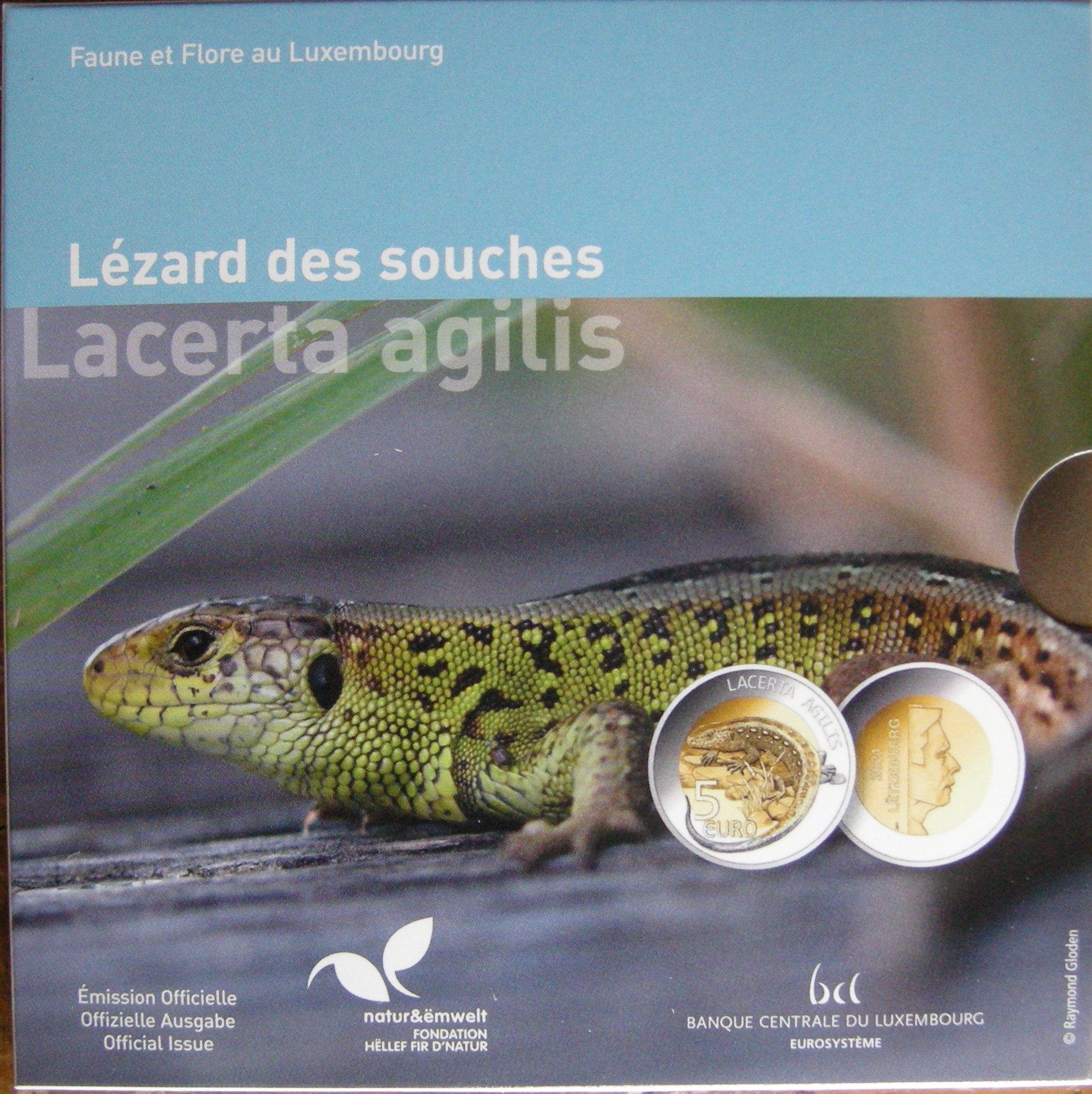 (afbeelding voor) Luxemburg 5 euro zilver 2021 Zandhagedis in blister