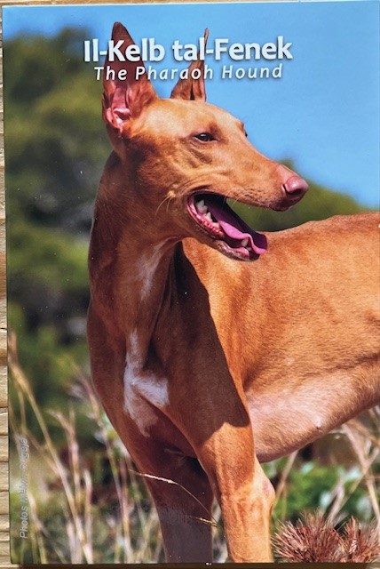 (afbeelding voor) 2 Euromunt Malta 2026 Faraohond in blister